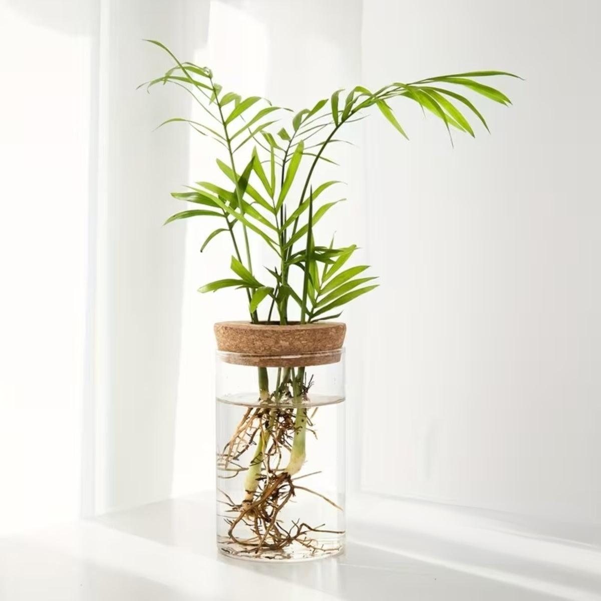 Indoor Houseplant Pot With Hydroponic Propagation