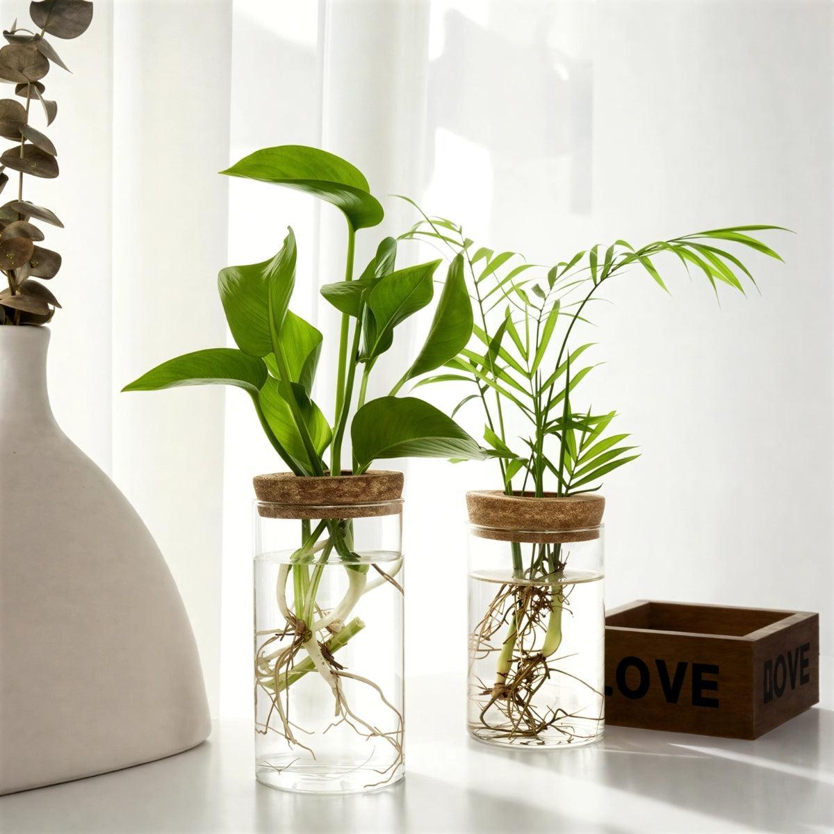 Indoor Houseplant Pot With Hydroponic Propagation