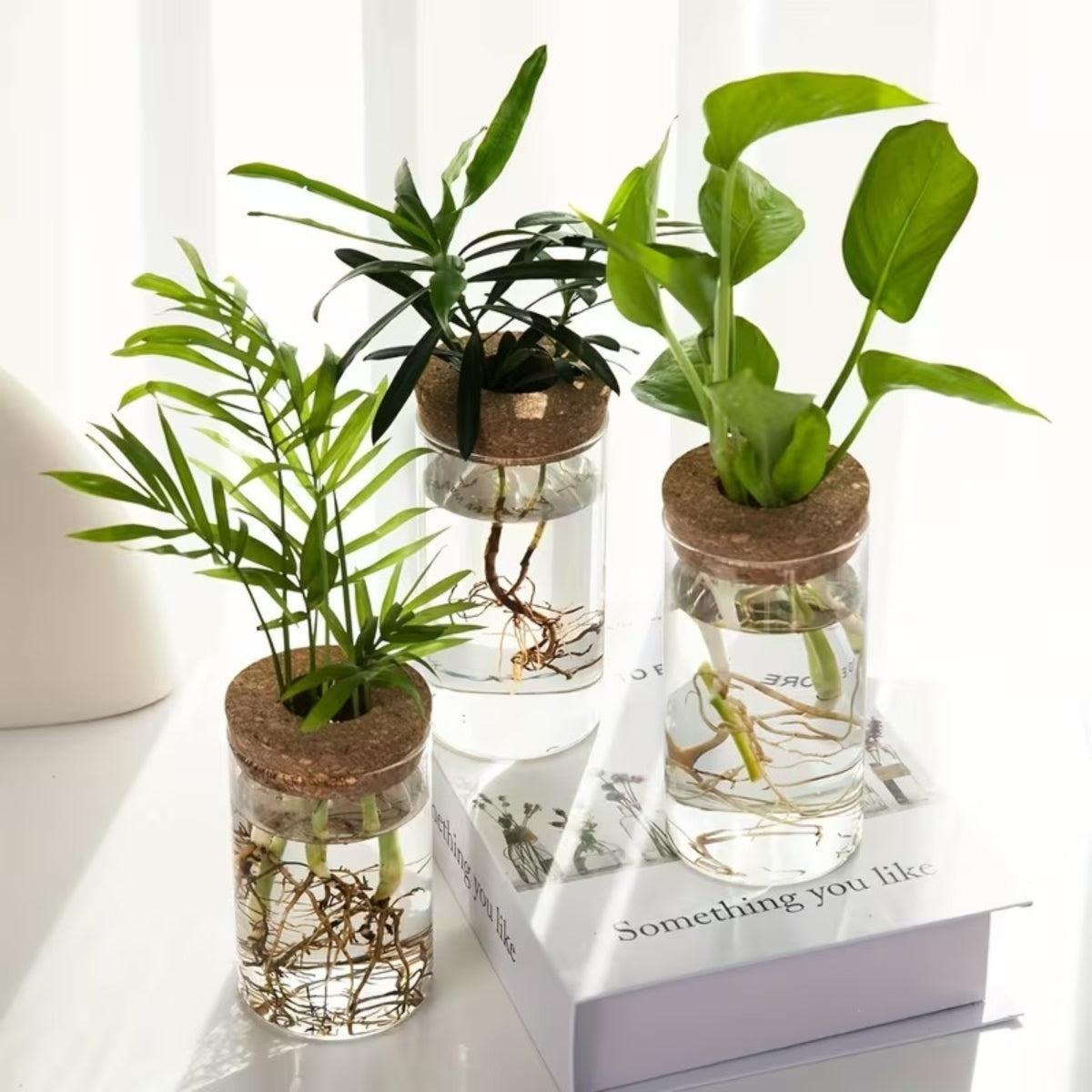 Indoor Houseplant Pot With Hydroponic Propagation