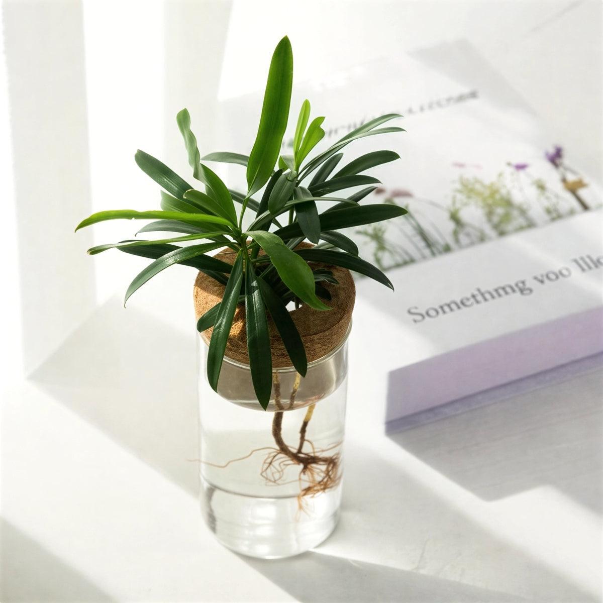 Indoor Houseplant Pot With Hydroponic Propagation