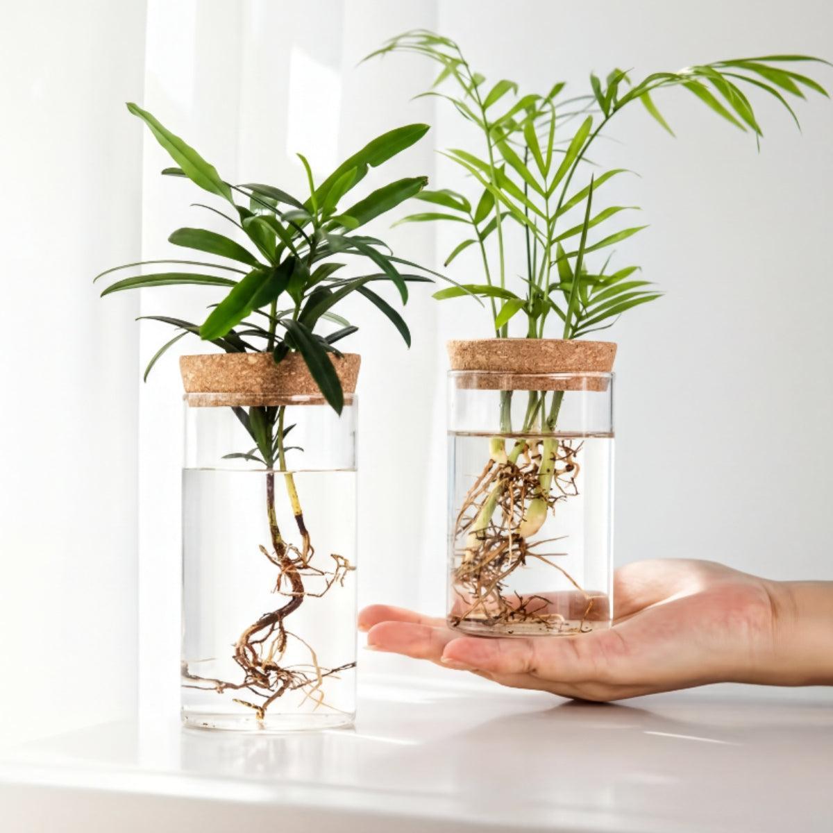 Indoor Houseplant Pot With Hydroponic Propagation
